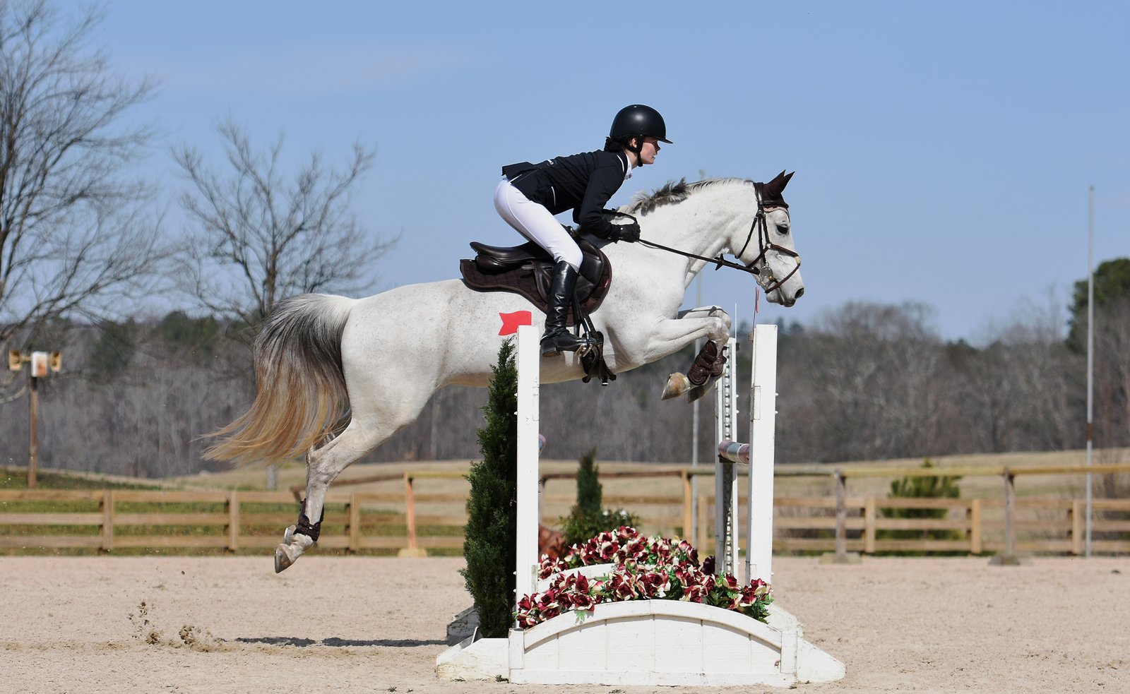 Show jumping bay horse