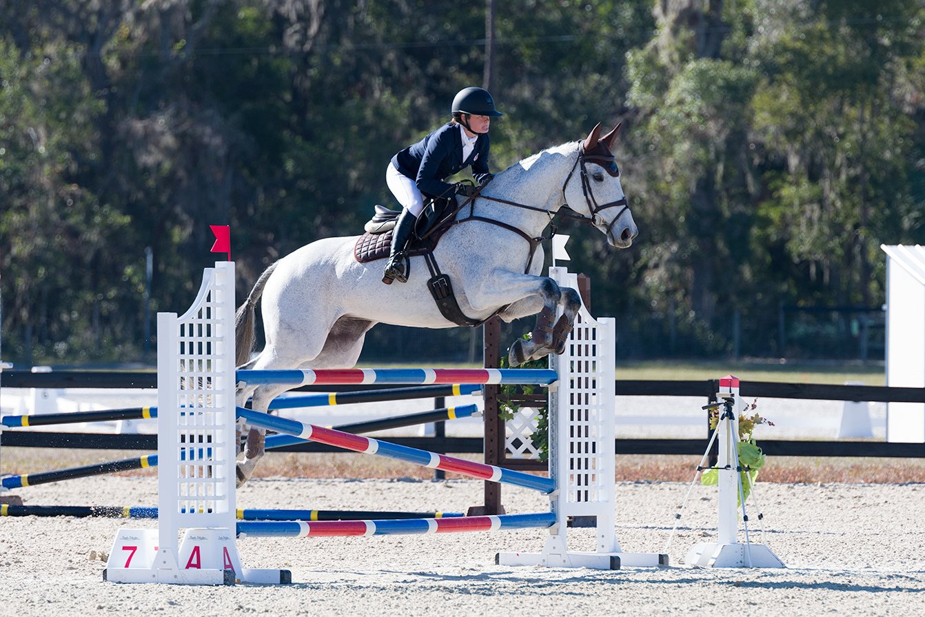 Show jumping grey horse